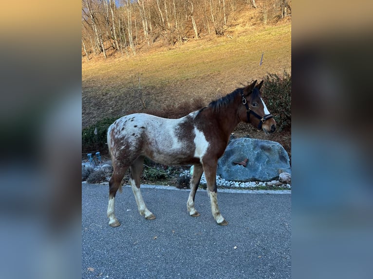 Volbloed Arabier Mix Merrie 2 Jaar 135 cm Gevlekt-paard in Kleblach-Lind