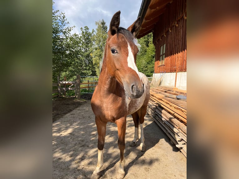 Volbloed Arabier Mix Merrie 2 Jaar 135 cm Gevlekt-paard in Kleblach-Lind