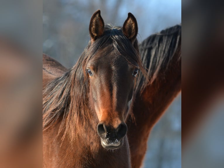 Volbloed Arabier Merrie 2 Jaar 150 cm Bruin in Koprivnica