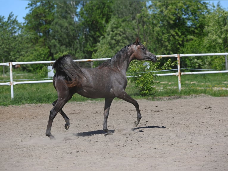 Volbloed Arabier Merrie 2 Jaar 150 cm Schimmel in Lodz
