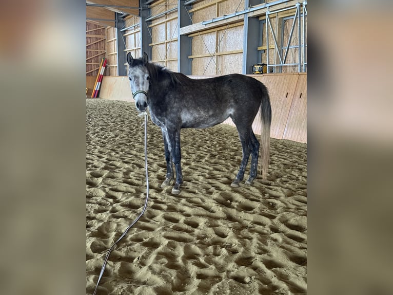 Volbloed Arabier Merrie 2 Jaar 151 cm kan schimmel zijn in Sonnenbühl