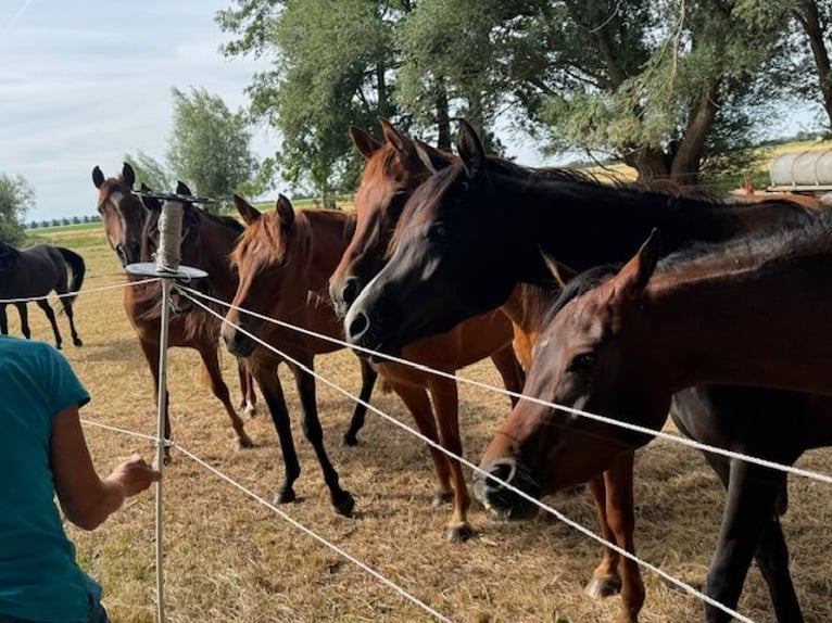 Volbloed Arabier Merrie 2 Jaar 152 cm Bruin in Harsum
