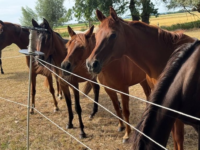 Volbloed Arabier Merrie 2 Jaar 152 cm Bruin in Harsum
