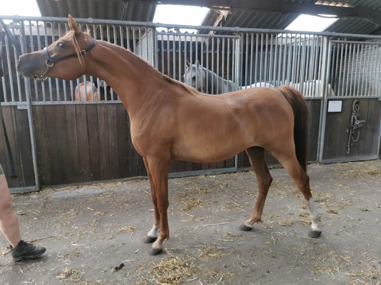 Volbloed Arabier Merrie 2 Jaar 152 cm Bruin in Elsendorp