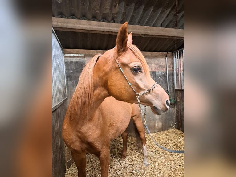 Volbloed Arabier Merrie 2 Jaar 152 cm Bruin in Elsendorp
