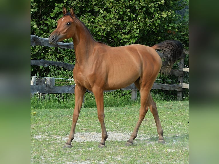 Volbloed Arabier Merrie 2 Jaar 153 cm Bruin in Koprivnica