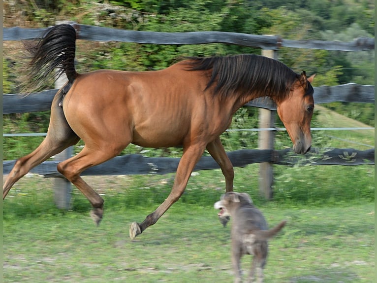 Volbloed Arabier Merrie 2 Jaar 153 cm Bruin in Koprivnica