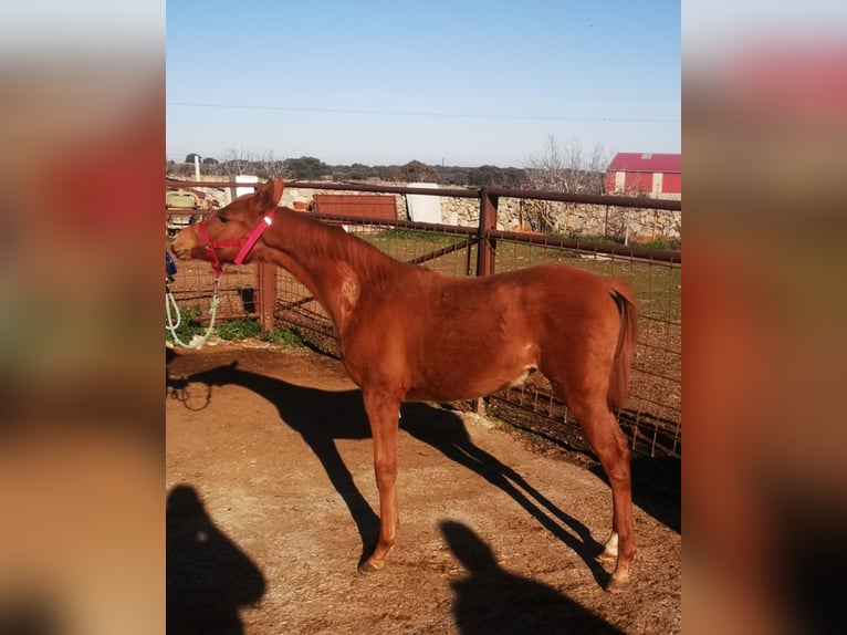 Volbloed Arabier Merrie 2 Jaar 153 cm Vos in Albala