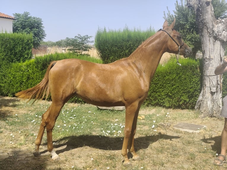 Volbloed Arabier Merrie 2 Jaar 153 cm Vos in Albala