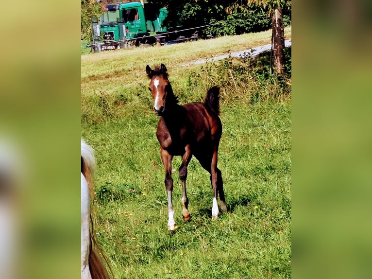 Volbloed Arabier Merrie 2 Jaar 154 cm Vliegenschimmel in Johanniskirchen