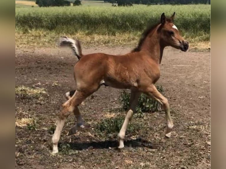 Volbloed Arabier Merrie 2 Jaar 156 cm Bruin in Haunetal