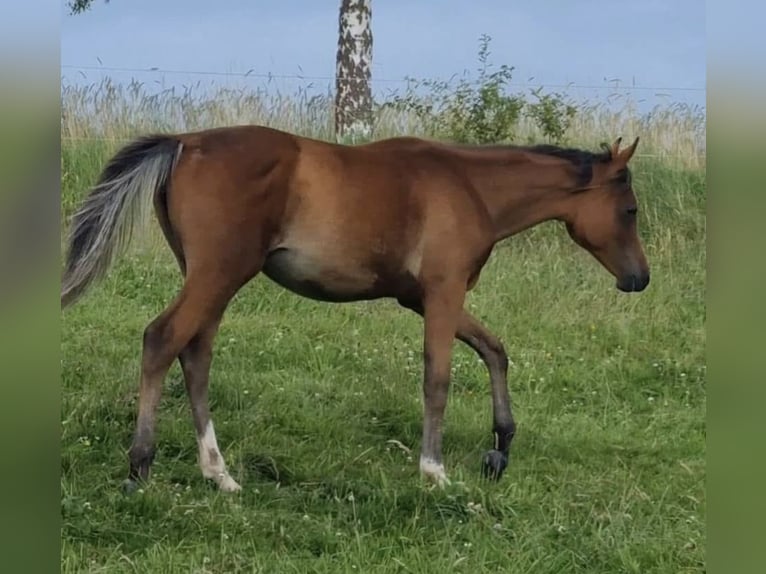 Volbloed Arabier Merrie 2 Jaar 156 cm Bruin in Haunetal
