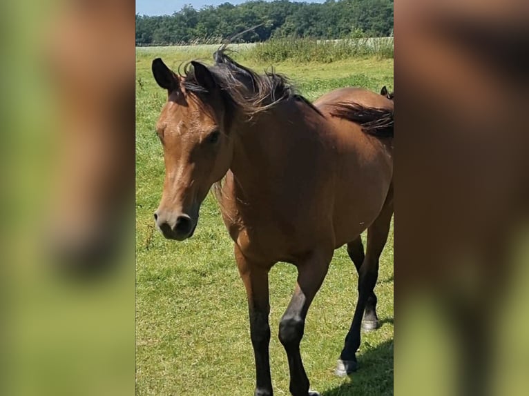 Volbloed Arabier Merrie 2 Jaar 156 cm Bruin in Haunetal