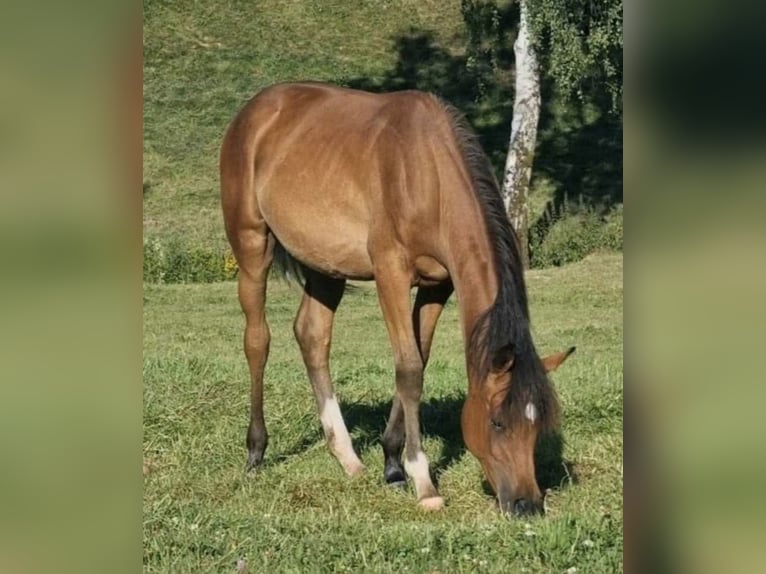 Volbloed Arabier Merrie 2 Jaar 156 cm Bruin in Haunetal