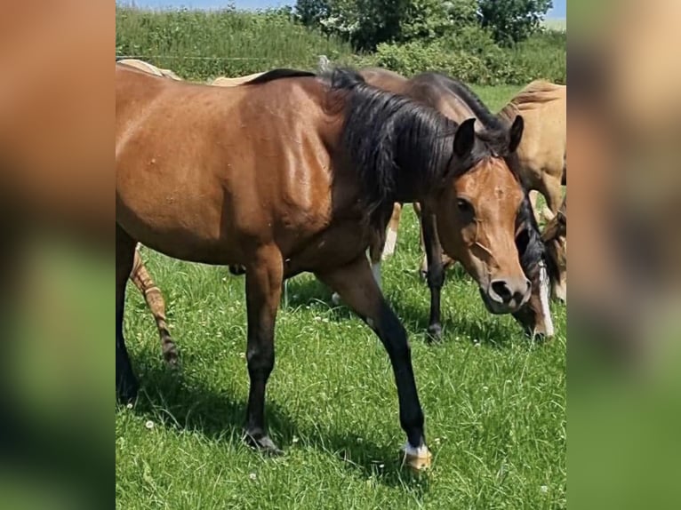 Volbloed Arabier Merrie 2 Jaar 156 cm Bruin in Haunetal