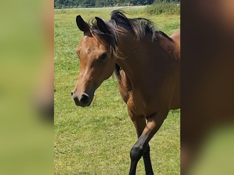 Volbloed Arabier Merrie 2 Jaar 156 cm Bruin in Haunetal
