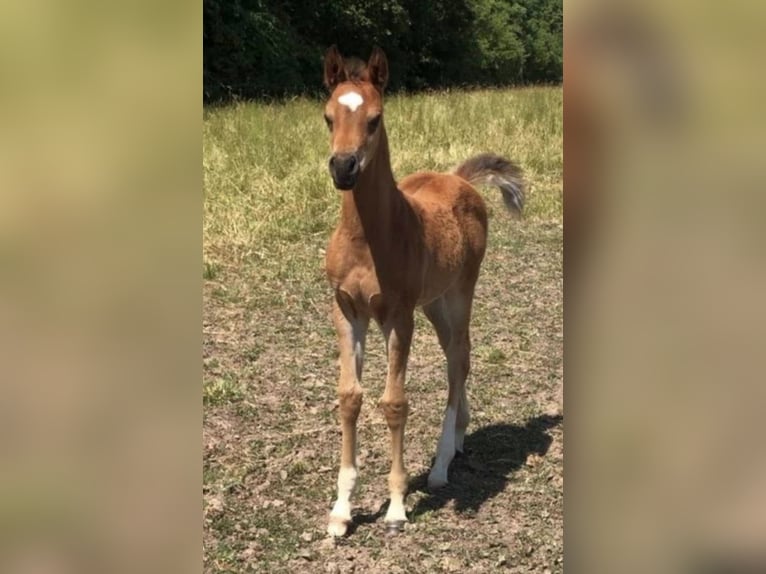 Volbloed Arabier Merrie 2 Jaar 156 cm Bruin in Haunetal