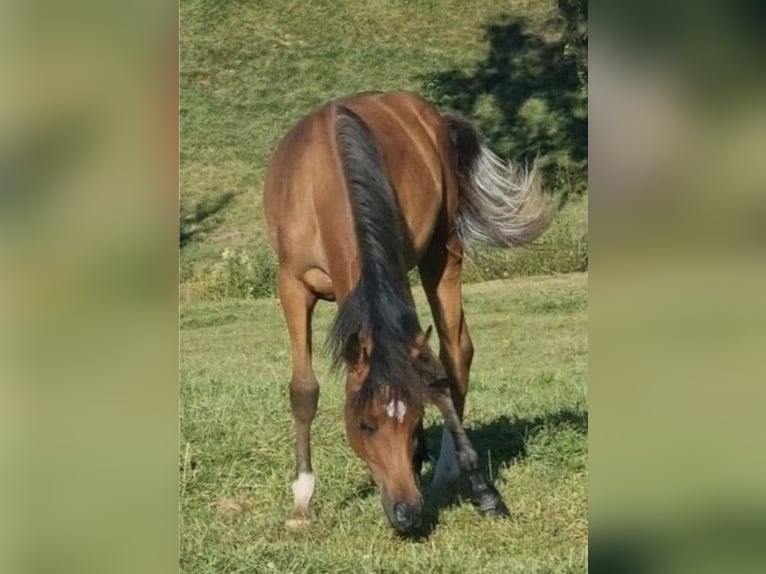 Volbloed Arabier Merrie 2 Jaar 156 cm Bruin in Haunetal