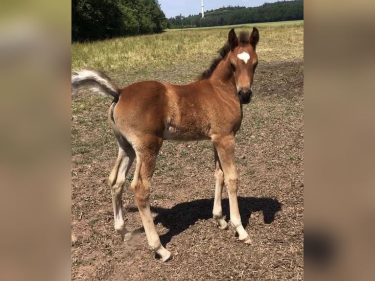 Volbloed Arabier Merrie 2 Jaar 156 cm Bruin in Haunetal