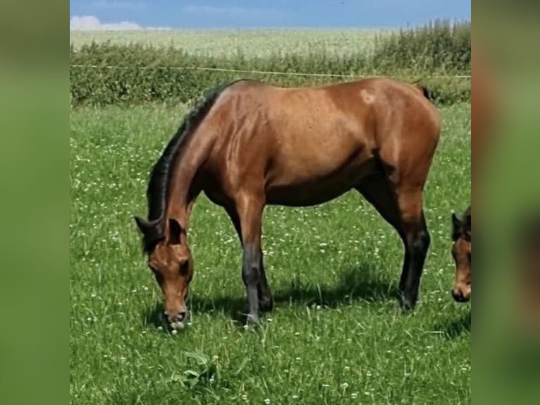 Volbloed Arabier Merrie 2 Jaar 156 cm Bruin in Haunetal