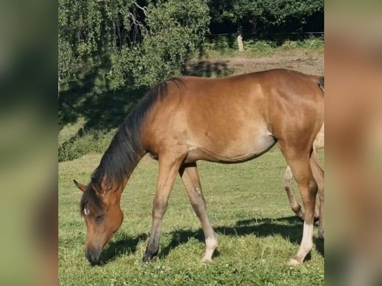 Volbloed Arabier Merrie 2 Jaar 156 cm Bruin in Haunetal