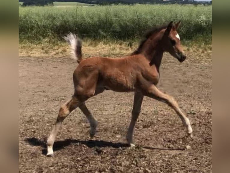 Volbloed Arabier Merrie 2 Jaar 156 cm Bruin in Haunetal