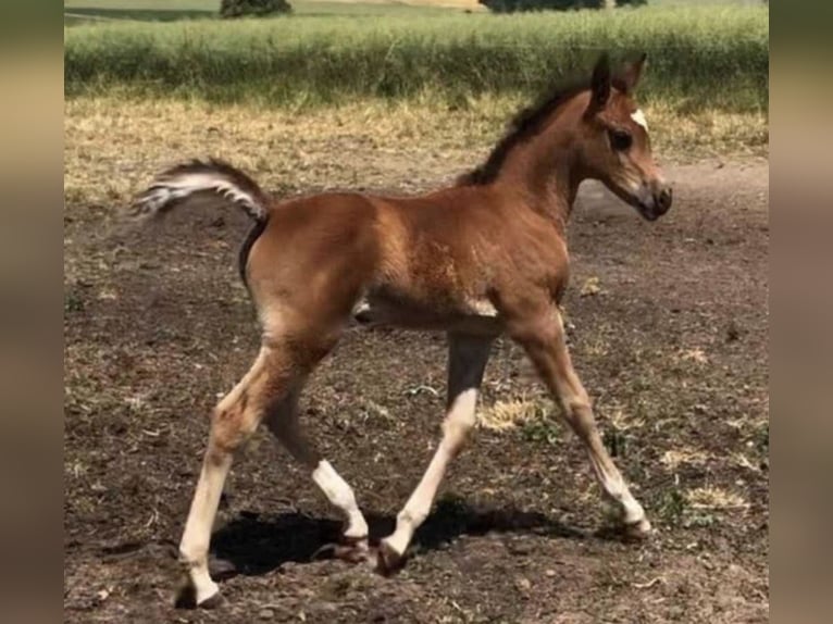 Volbloed Arabier Merrie 2 Jaar 156 cm Bruin in Haunetal