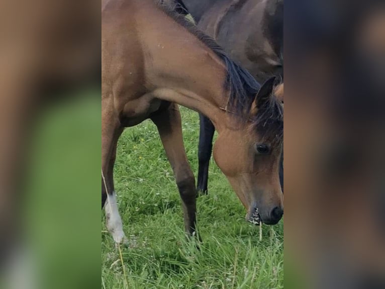 Volbloed Arabier Merrie 2 Jaar 156 cm Bruin in Haunetal