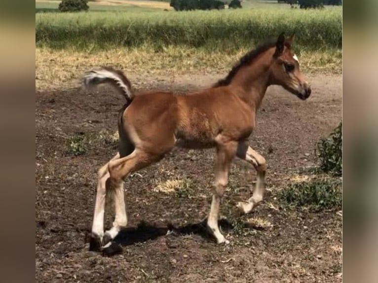 Volbloed Arabier Merrie 2 Jaar 156 cm Bruin in Haunetal