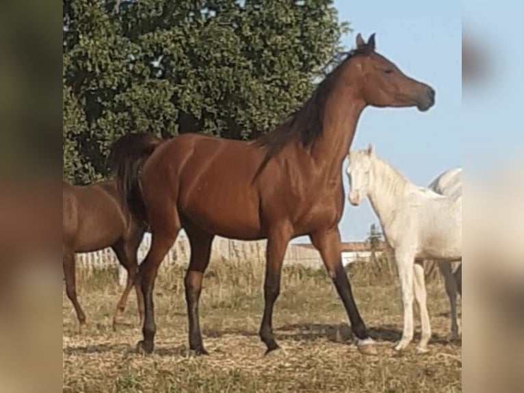 Volbloed Arabier Merrie 2 Jaar 156 cm Bruin in Haunetal