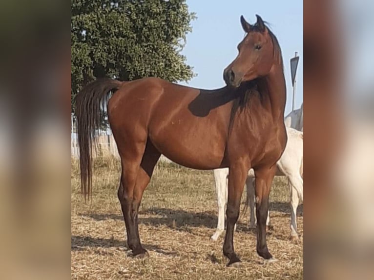 Volbloed Arabier Merrie 2 Jaar 156 cm Bruin in Haunetal