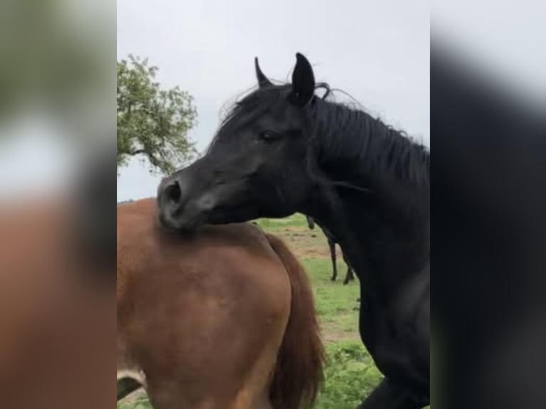 Volbloed Arabier Merrie 2 Jaar 156 cm Bruin in Haunetal
