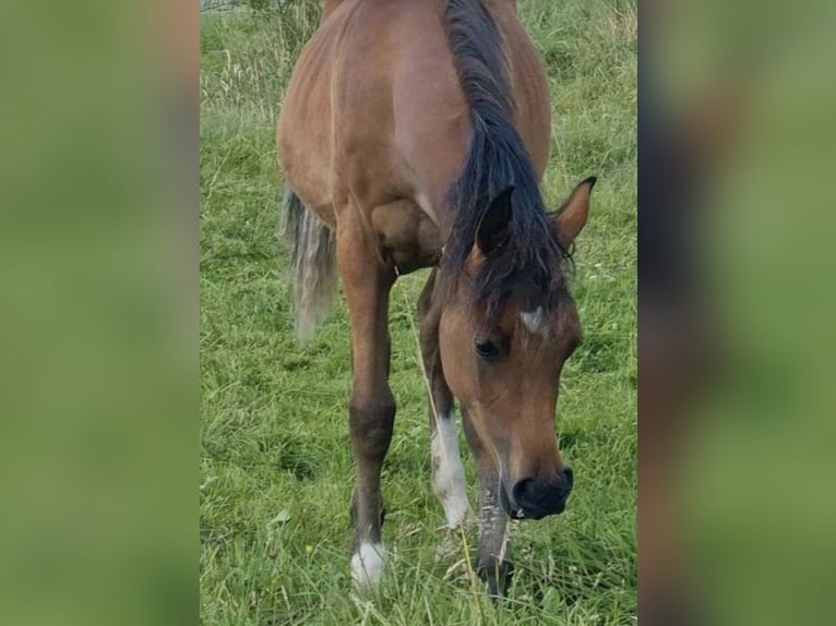 Volbloed Arabier Merrie 2 Jaar 156 cm Bruin in Haunetal