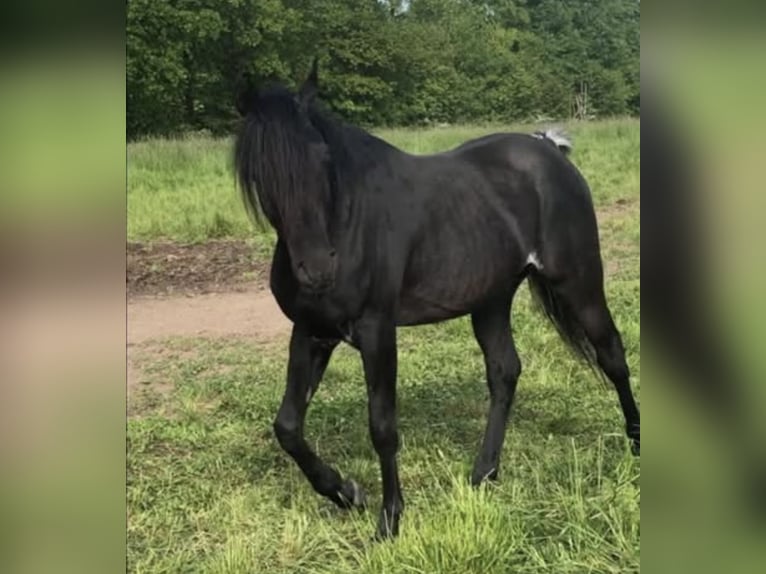 Volbloed Arabier Merrie 2 Jaar 156 cm Bruin in Haunetal