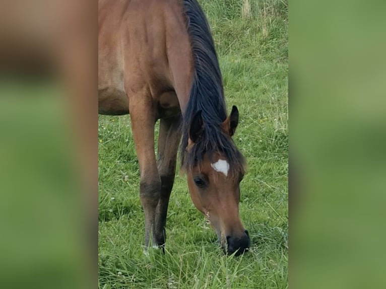 Volbloed Arabier Merrie 2 Jaar 156 cm Bruin in Haunetal