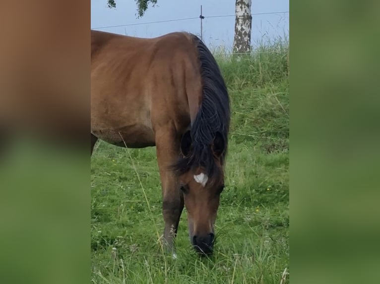 Volbloed Arabier Merrie 2 Jaar 156 cm Bruin in Haunetal
