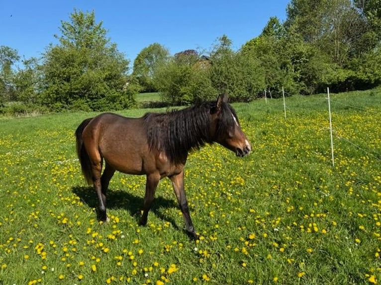 Volbloed Arabier Merrie 2 Jaar Bruin in Harsum