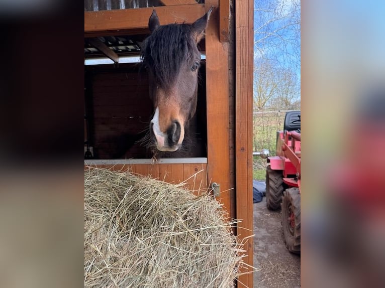 Volbloed Arabier Merrie 2 Jaar Bruin in Harsum
