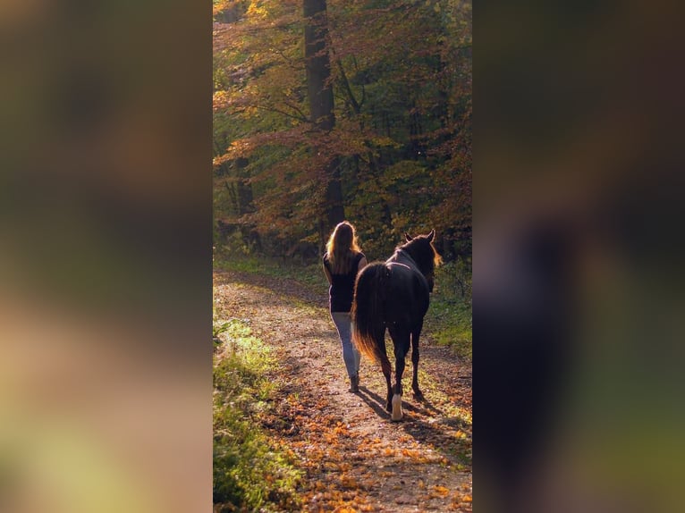 Volbloed Arabier Merrie 2 Jaar Bruin in Büren