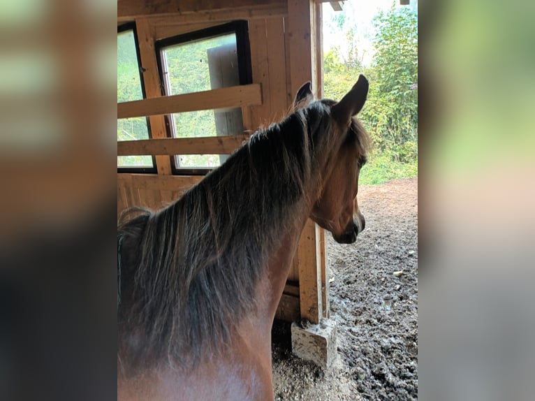 Volbloed Arabier Merrie 2 Jaar Bruin in Büren