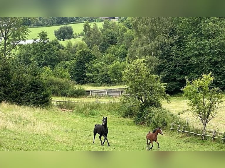 Volbloed Arabier Merrie 2 Jaar Bruin in Büren