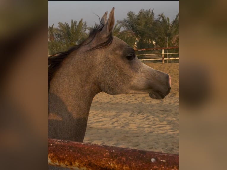 Volbloed Arabier Merrie 2 Jaar in Leicester