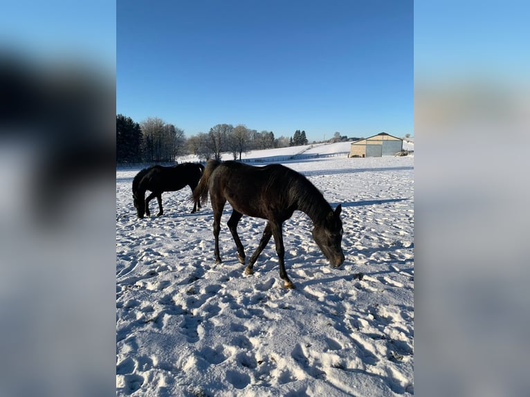 Volbloed Arabier Merrie 2 Jaar Zwartschimmel in Province du Luxembourg