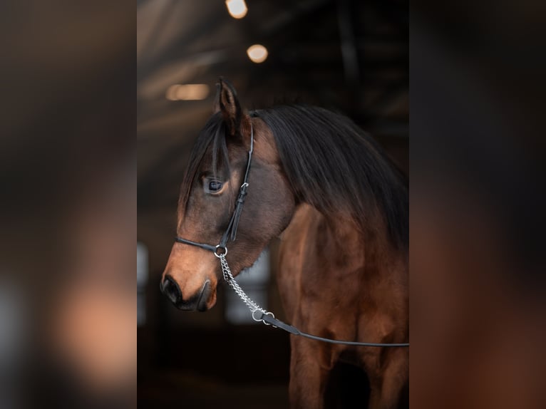 Volbloed Arabier Merrie 3 Jaar 140 cm Donkerbruin in Przedbórz