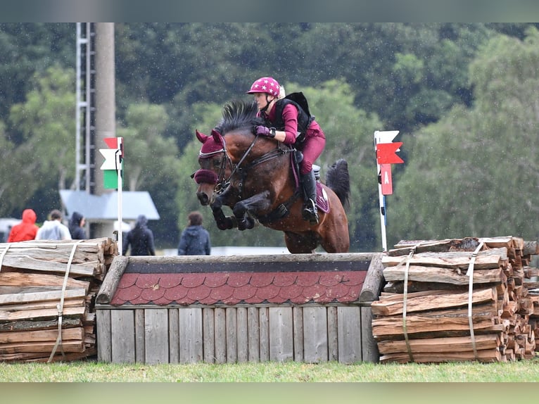 Volbloed Arabier Merrie 3 Jaar 146 cm Bruin in Söll