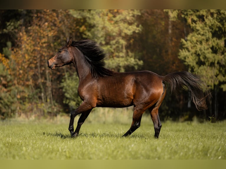 Volbloed Arabier Merrie 3 Jaar 148 cm Donkerbruin in Przedbórz