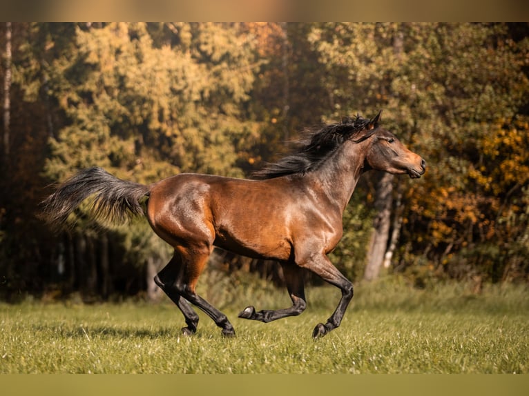Volbloed Arabier Merrie 3 Jaar 148 cm Donkerbruin in Przedbórz