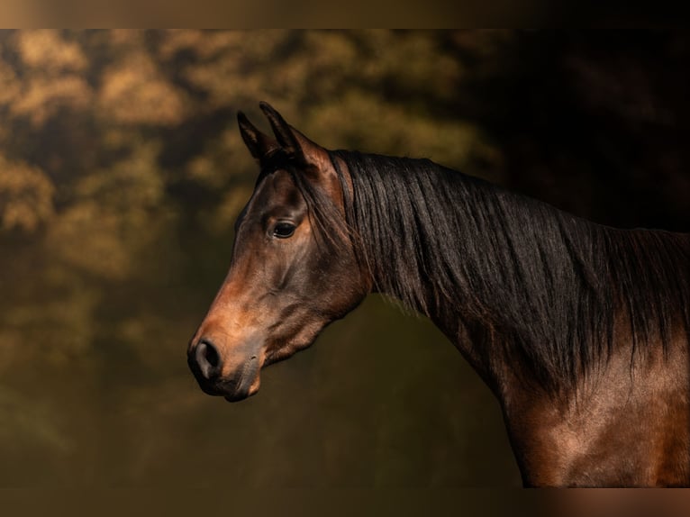 Volbloed Arabier Merrie 3 Jaar 148 cm Donkerbruin in Przedbórz