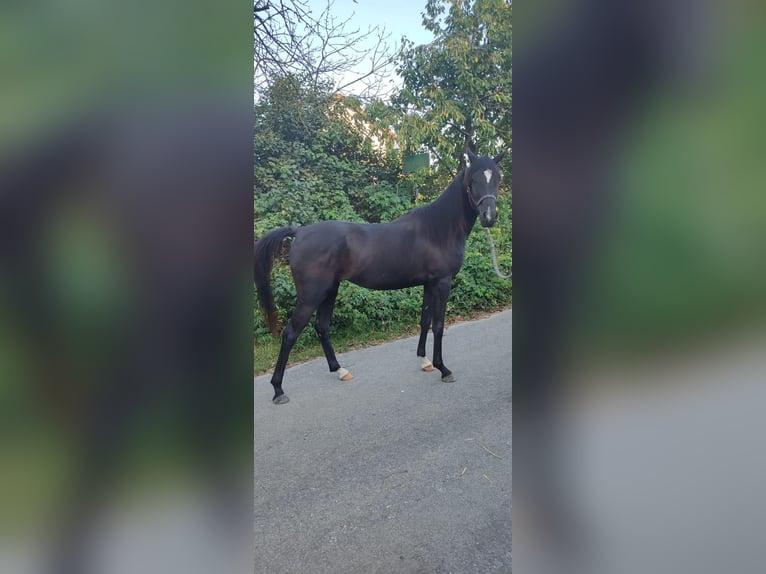 Volbloed Arabier Merrie 3 Jaar 148 cm Zwart in Ampfing