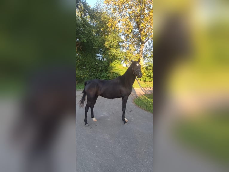 Volbloed Arabier Merrie 3 Jaar 148 cm Zwart in Ampfing